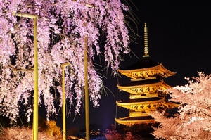 東寺　桜　夜景.jpg