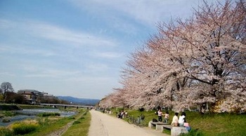鴨川の桜.jpg